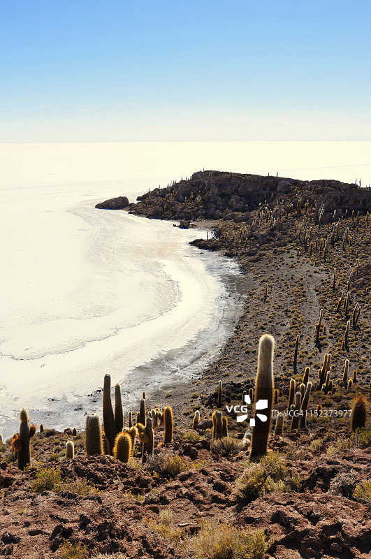 巨大的仙人掌和乌尤尼盐沼图片素材