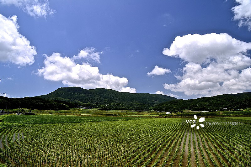 新稻田图片素材
