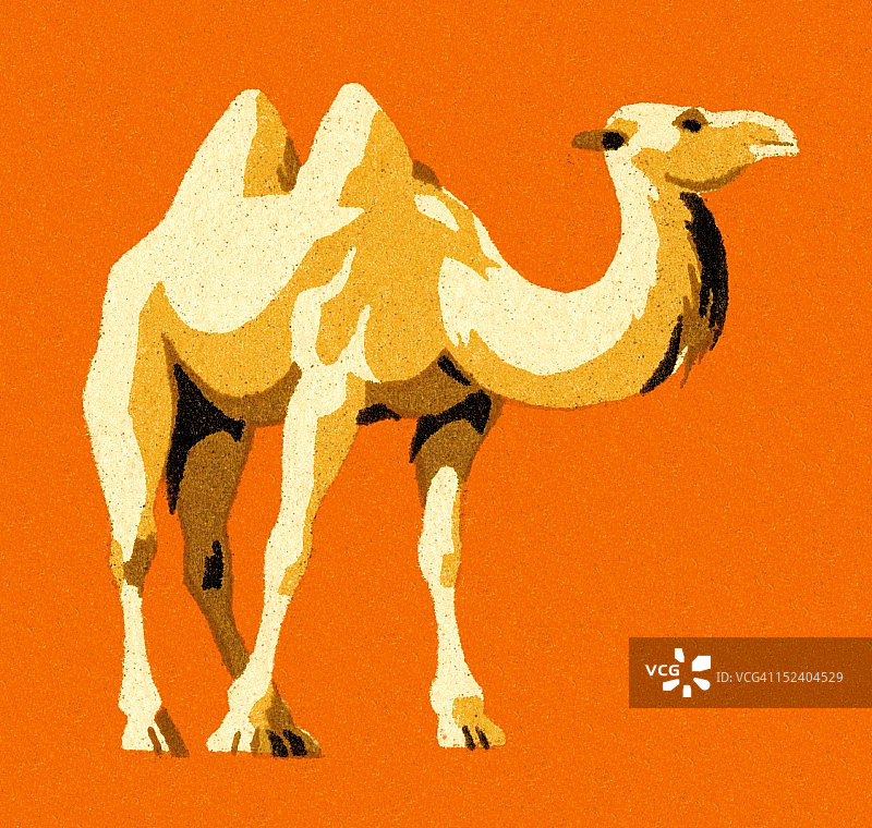 骆驼图片素材