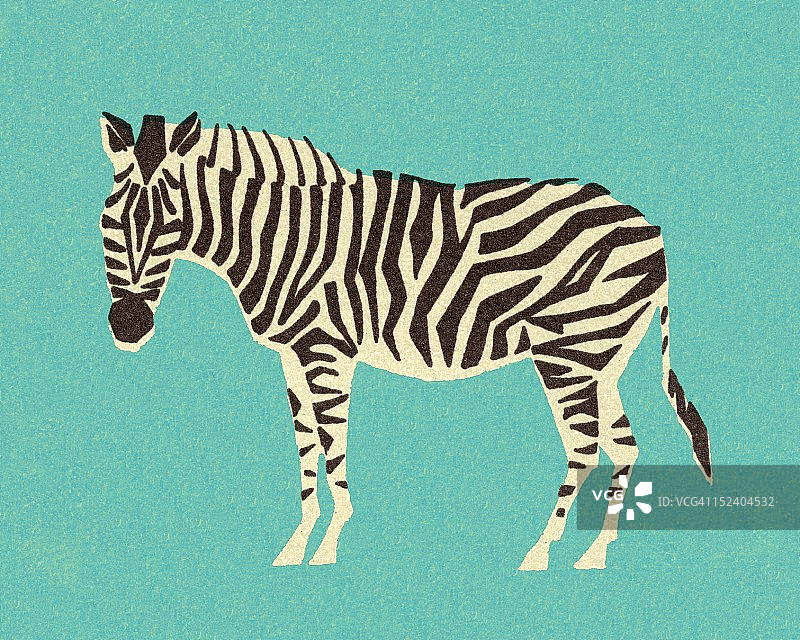 斑马图片素材