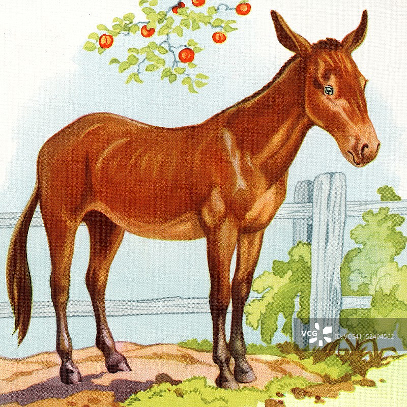 苹果树下的驴图片素材