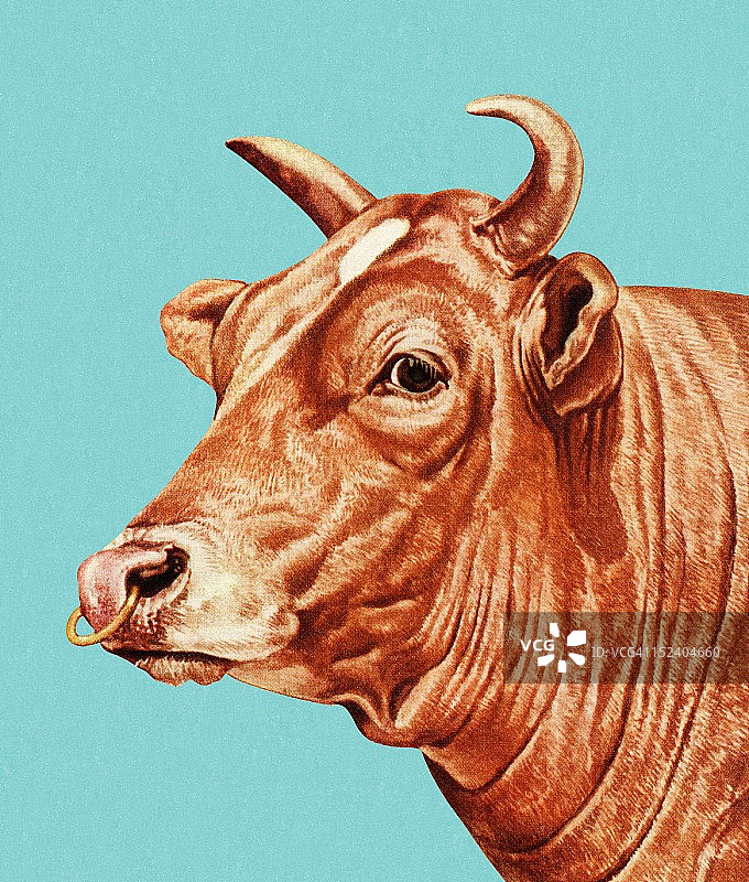 带鼻环的公牛图片素材