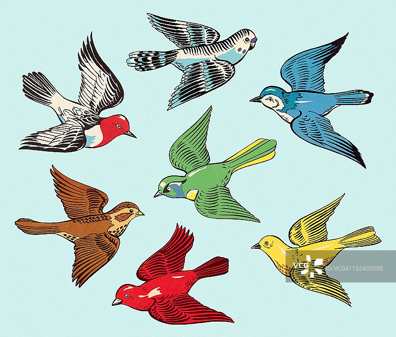 一群彩色鸟类图片素材
