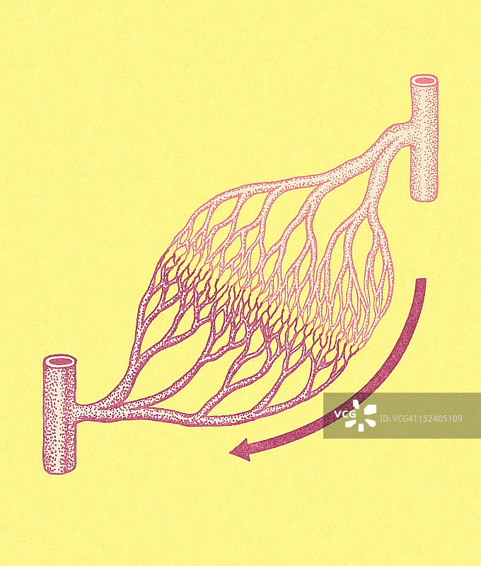 静脉和动脉图片素材