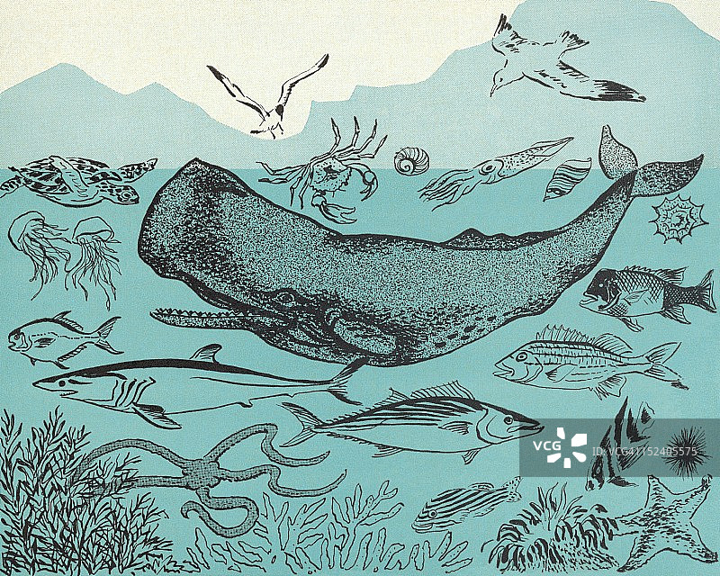 海洋生物图片素材