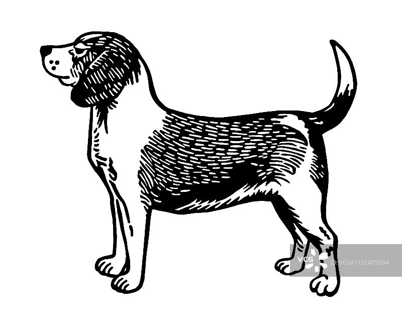 比格犬侧视图图片素材