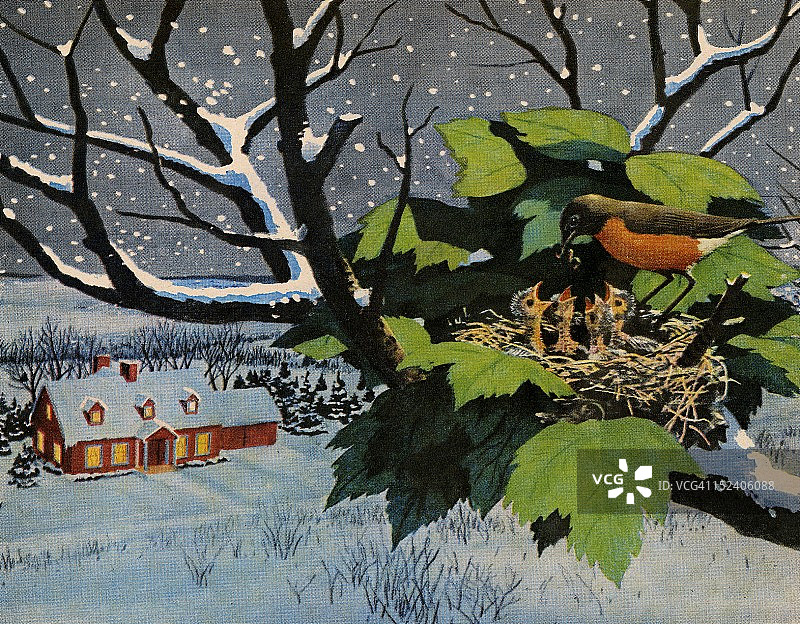 鸟妈妈喂食雏鸟图片素材