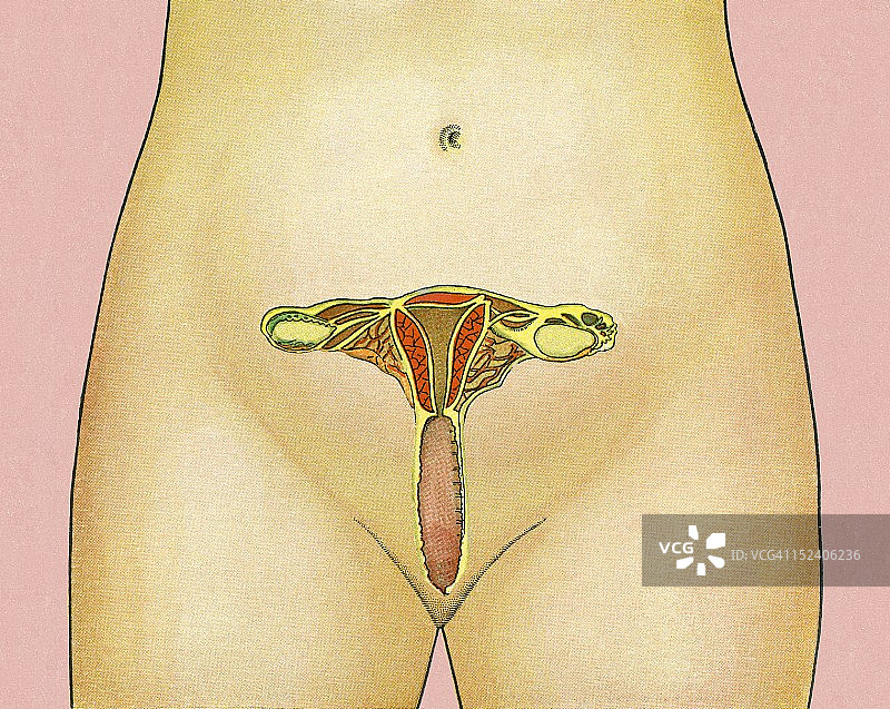 女性生殖器官图片素材