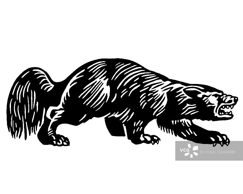 獾图片素材