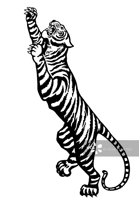 老虎的爪子图片素材