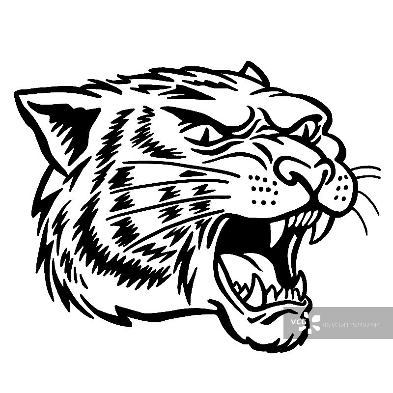 短尾猫头部图片素材