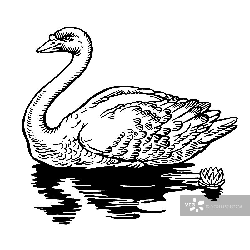 天鹅游泳图片素材
