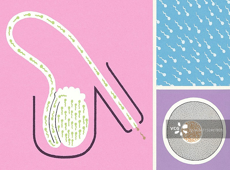 精子、卵子与男性生殖器官图片素材