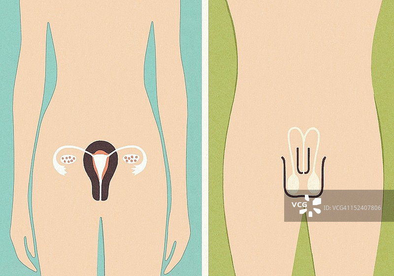 男性和女性生殖器官图片素材