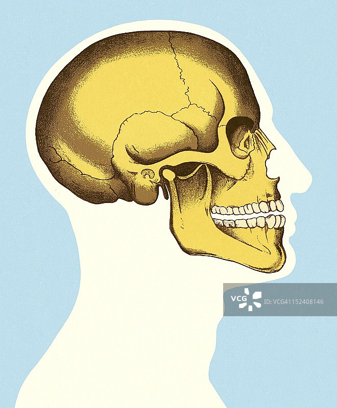 头部和颅骨的侧视图图片素材