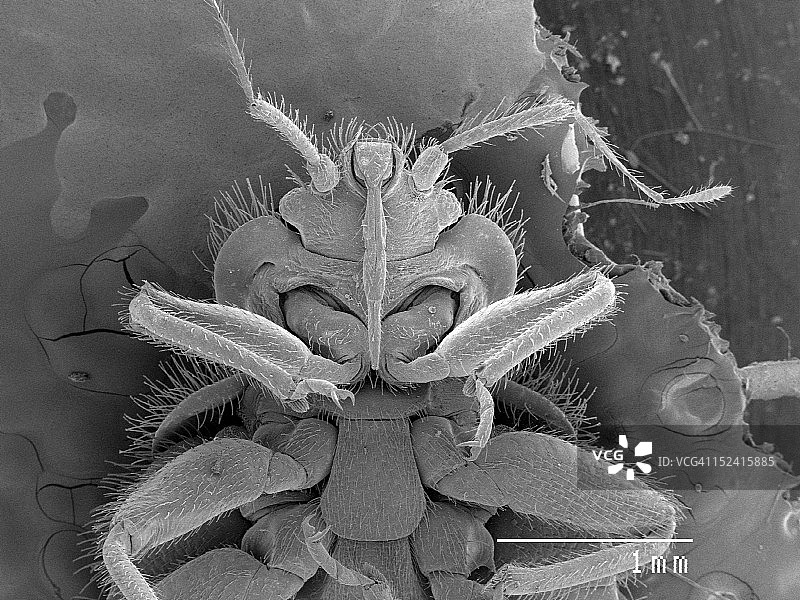 蝙蝠臭虫的扫描电子显微照片图片素材