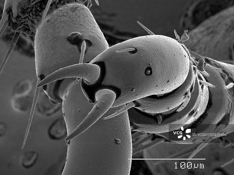 甲虫爪的扫描电镜显微照片图片素材