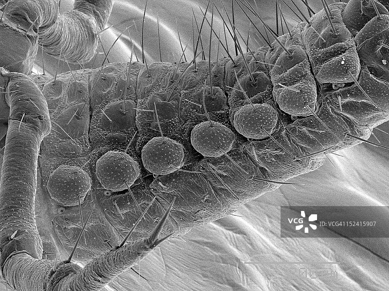 瓢虫腹部的扫描电子显微镜照片图片素材