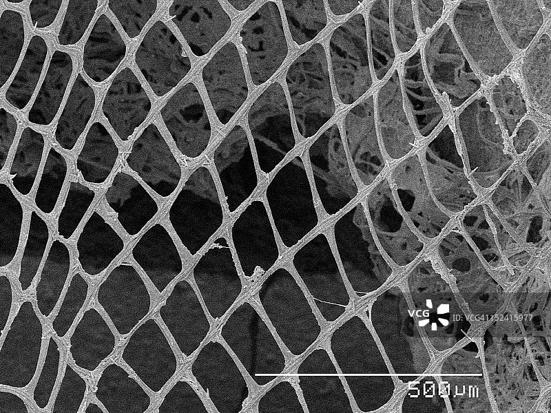 石蛾网的扫描电子显微镜照片图片素材