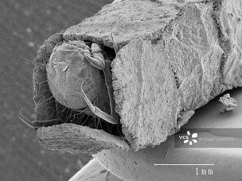 石蛾箱的扫描电镜显微照片图片素材