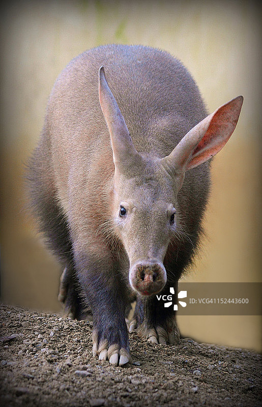 非洲食蚁兽图片素材