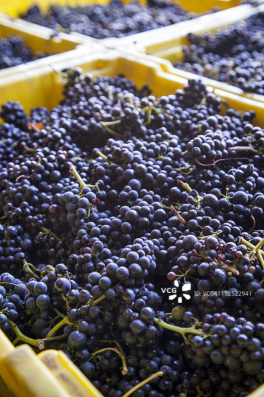 黑皮诺葡萄桶图片素材