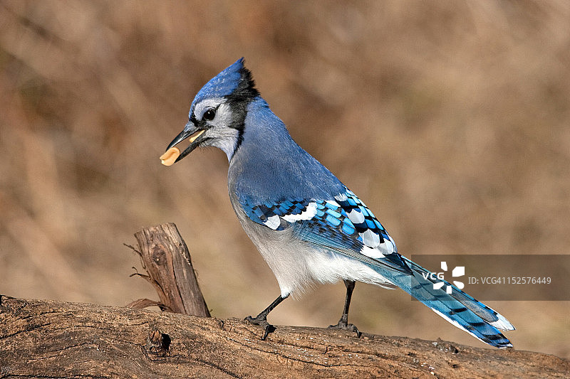 冠蓝鸦图片素材