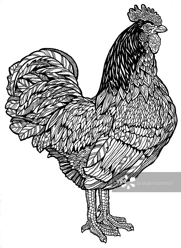 公鸡插画图片素材