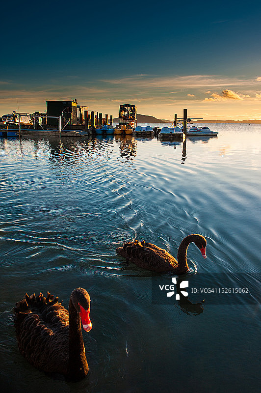 罗托鲁阿湖的黑天鹅图片素材