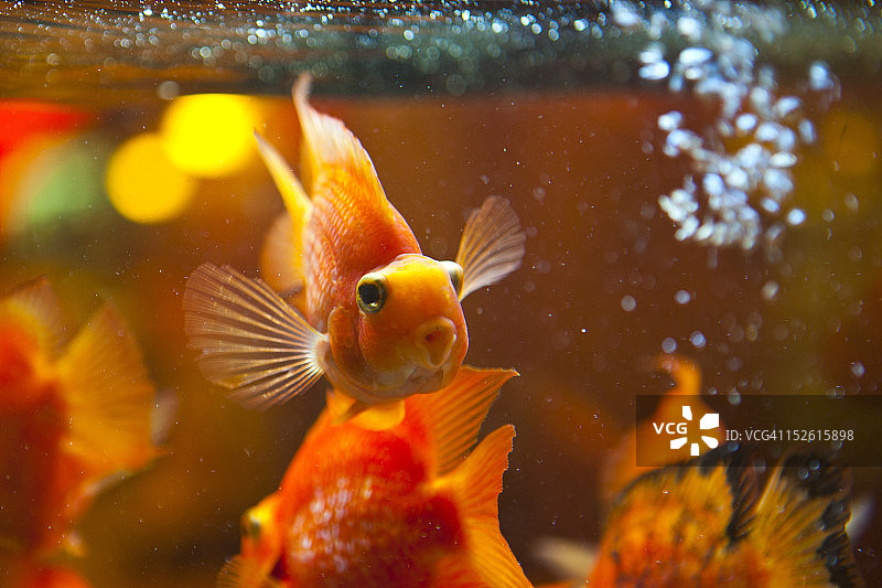 鹦鹉鱼图片素材