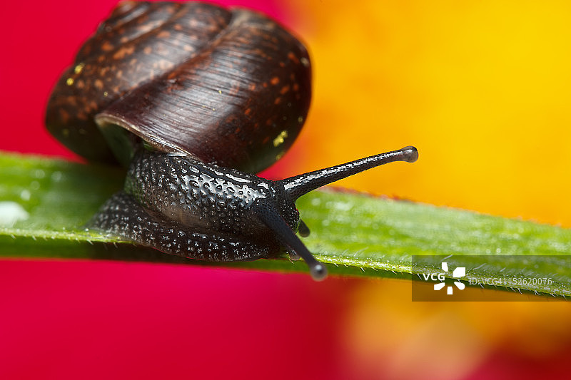 微小的蜗牛图片素材