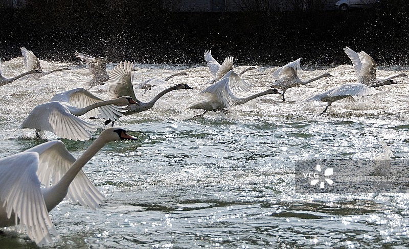 天鹅群图片素材