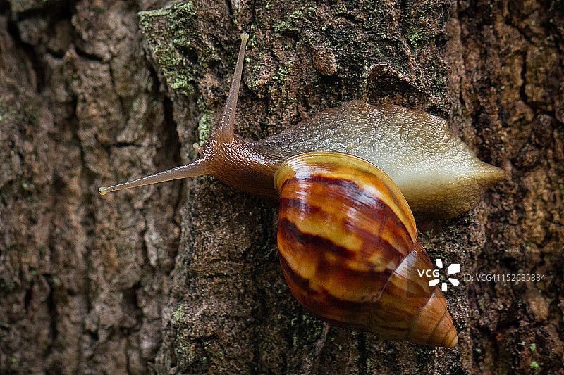 非洲骨螺图片素材