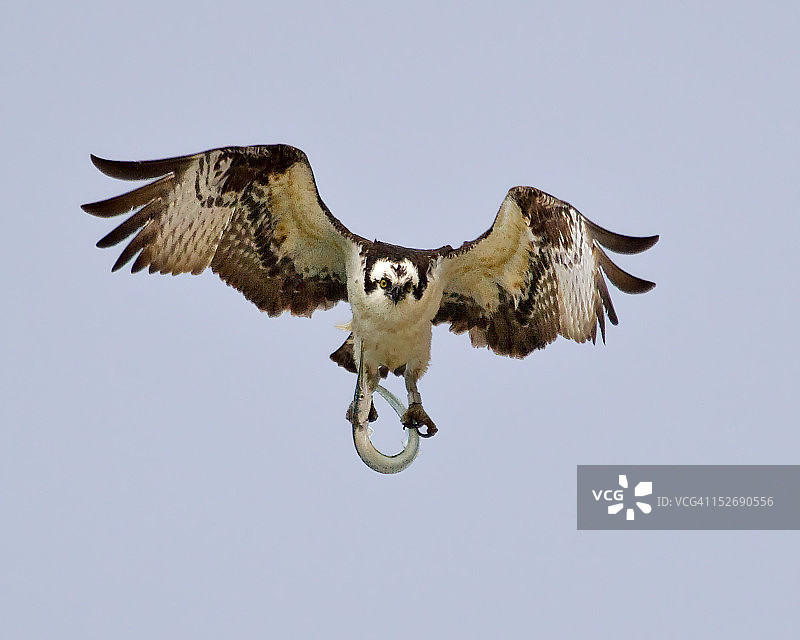 鱼鹰在飞行中图片素材