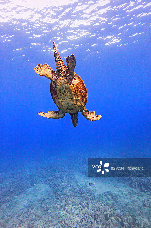 正在游泳的大型雄性绿海龟图片素材