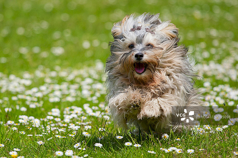 在草地上奔跑的幼犬图片素材