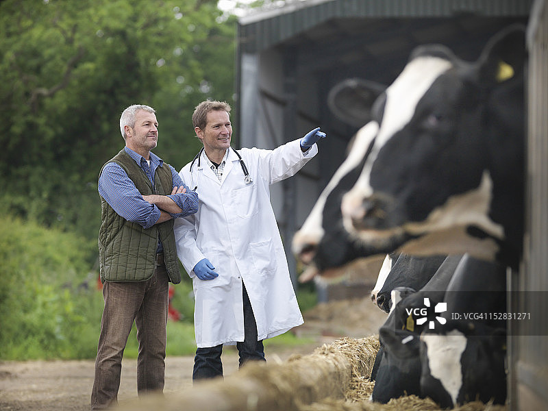 农民和兽医在奶牛场讨论奶牛图片素材