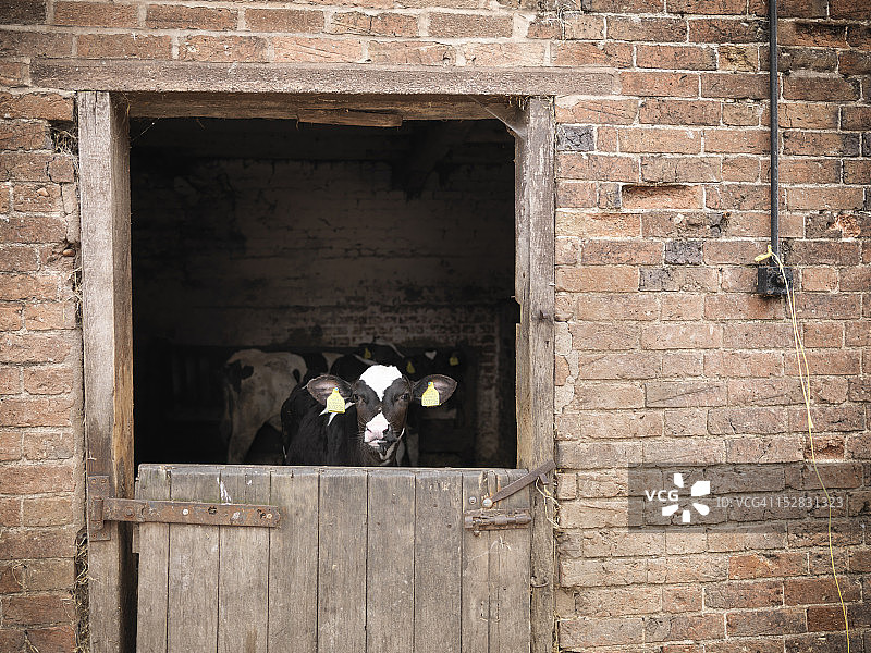 牛棚门口的小牛图片素材