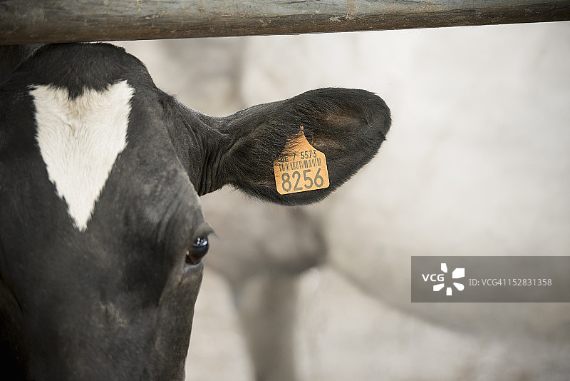 带耳标的牛的肖像图片素材