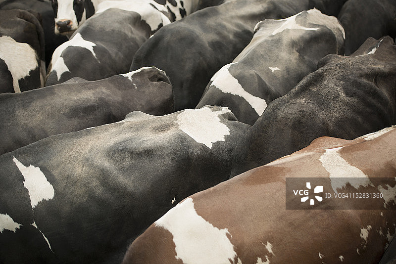 荷斯坦奶牛背部细节高角度特写图片素材