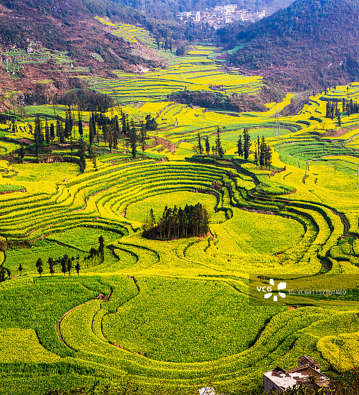 中国云南罗平盛开的油菜花田图片素材