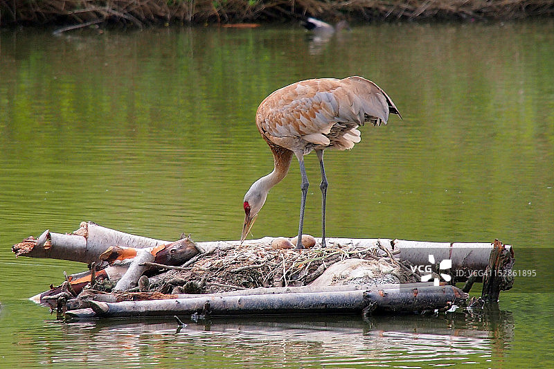 巢穴中带有两枚卵的沙丘鹤图片素材