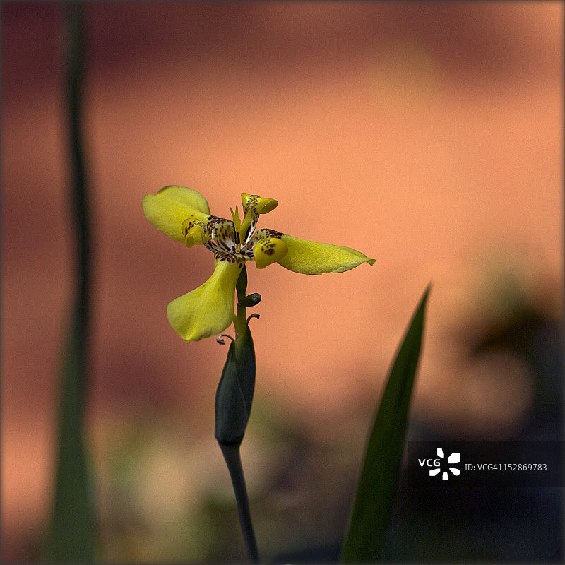 黄色沼泽鸢尾花图片素材