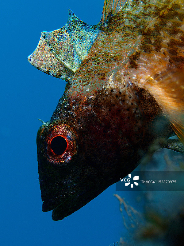 黑面鳕鱼图片素材