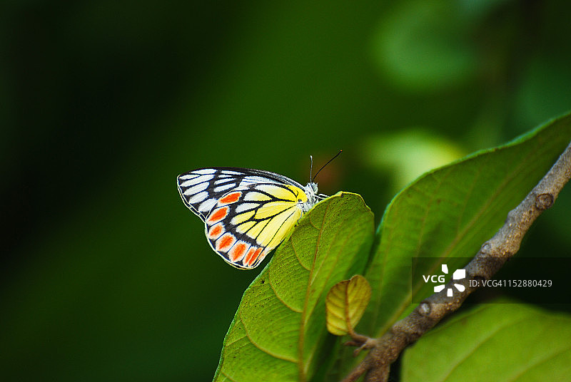 普通红袖蝶图片素材