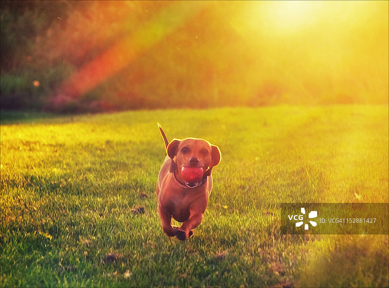 在草地上玩耍的小狗图片素材