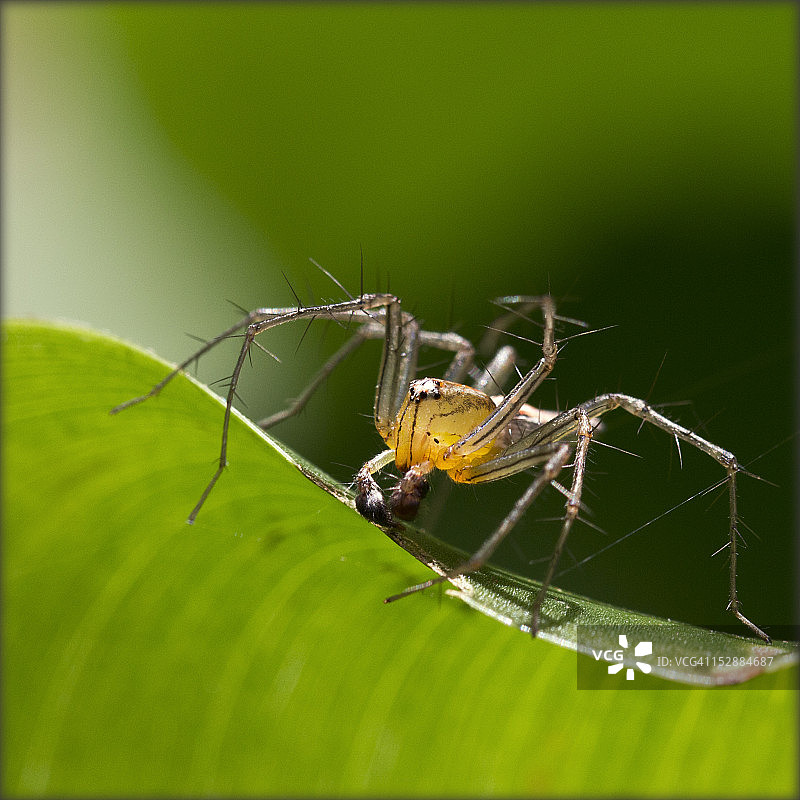 黄色猞猁蜘蛛图片素材