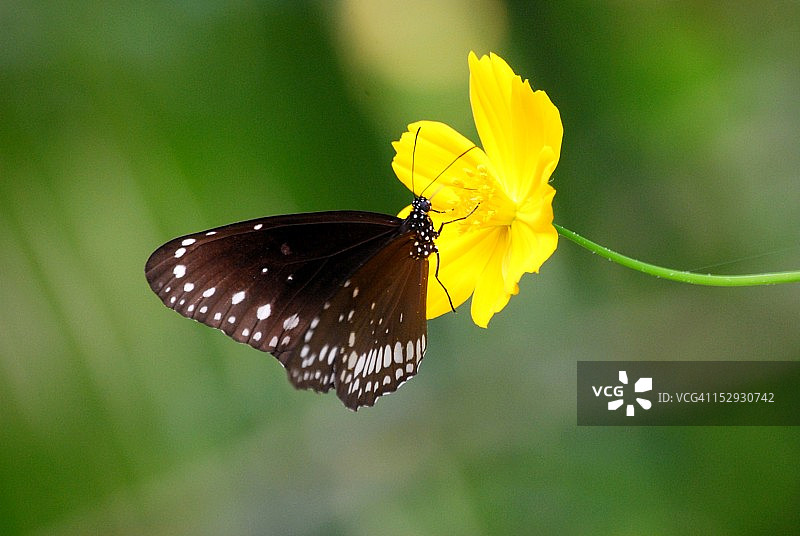 波斯菊花上的蝴蝶图片素材