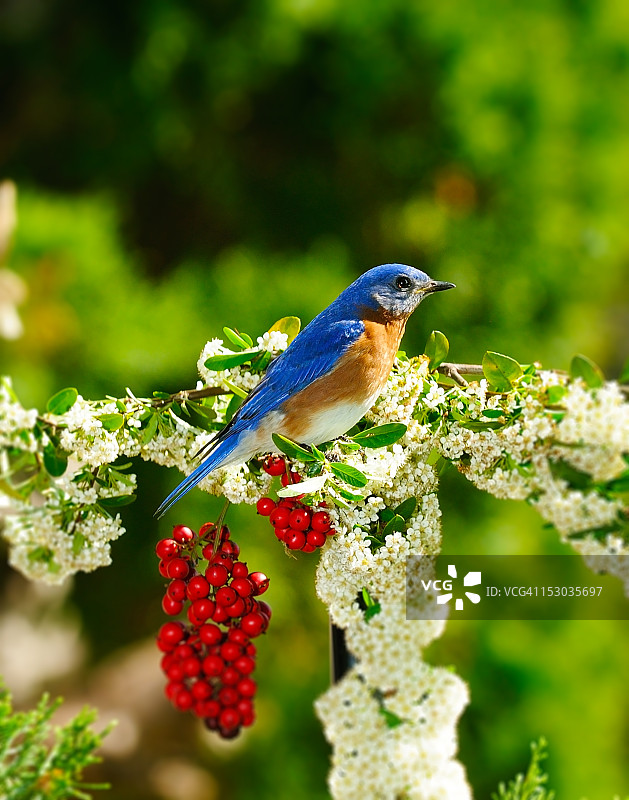 栖息在白色花枝上的蓝知更鸟图片素材