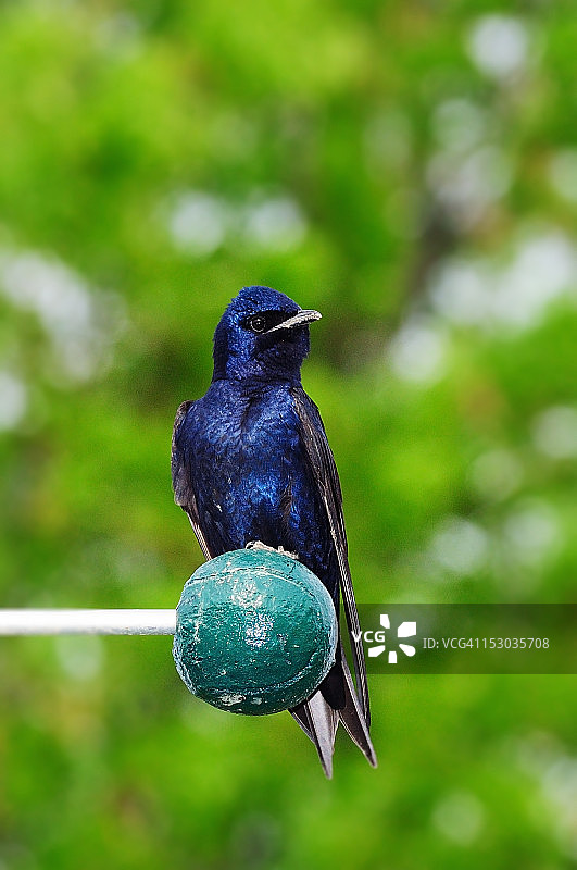 紫 মার্ট图片素材